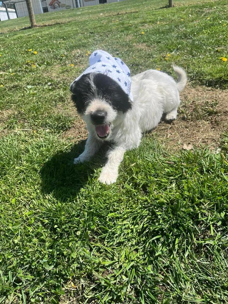 Enlarge Boyd, a Adoptable Terrier in Osgood, IN image 4/5