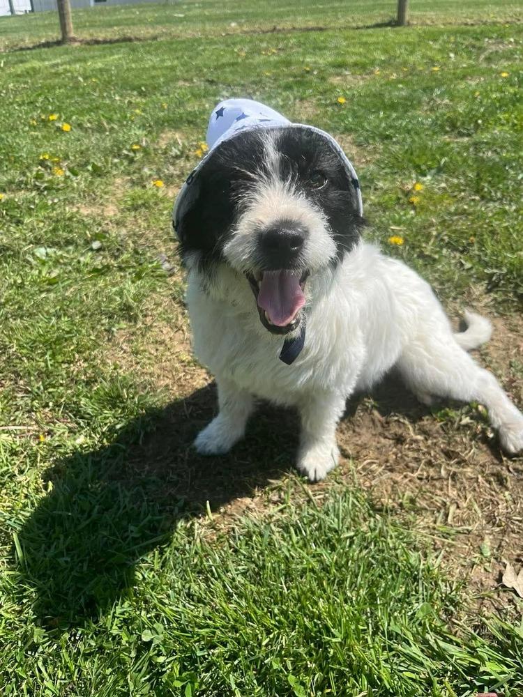 Enlarge Boyd, a Adoptable Terrier in Osgood, IN image 5/5