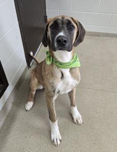 Enlarge Blue, an adopted mixed breed in Bucyrus, OH image 1/5