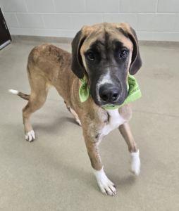 Enlarge Blue, an adopted mixed breed in Bucyrus, OH image 3/5