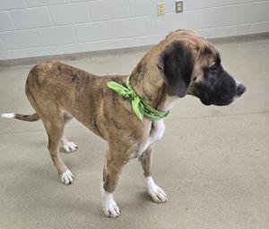 Enlarge Blue, an adopted mixed breed in Bucyrus, OH image 5/5