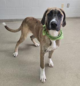 Enlarge Blue, an adopted mixed breed in Bucyrus, OH image 2/5