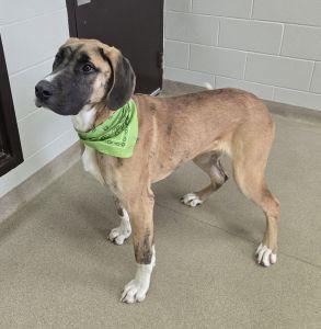 Enlarge Blue, an adopted mixed breed in Bucyrus, OH image 4/5