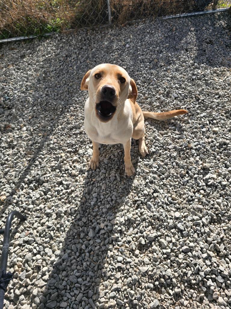 Abby, Adoptable, Young Female Labrador Retriever.
