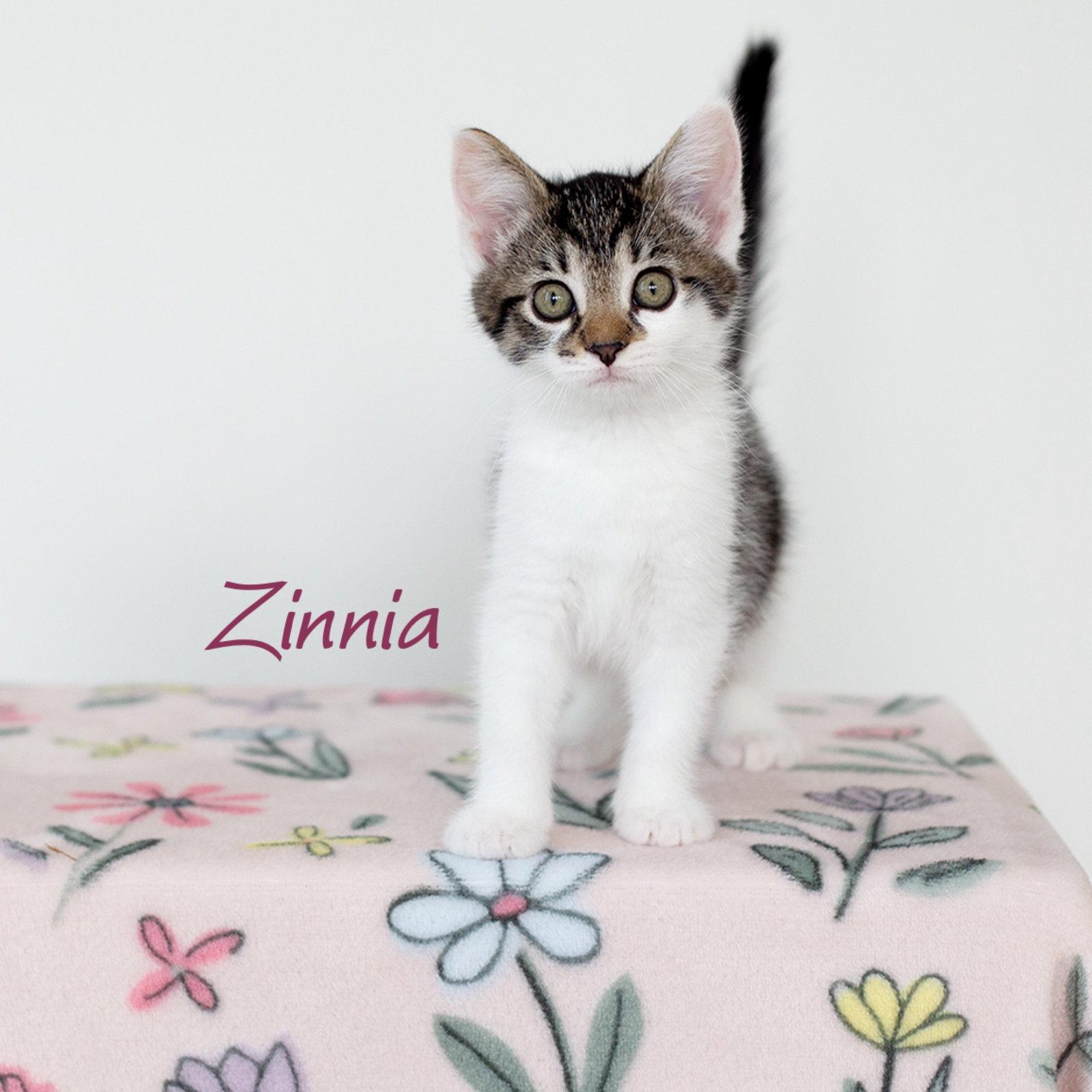 Zinnia, Adoptable, Kitten Female Domestic Short Hair.