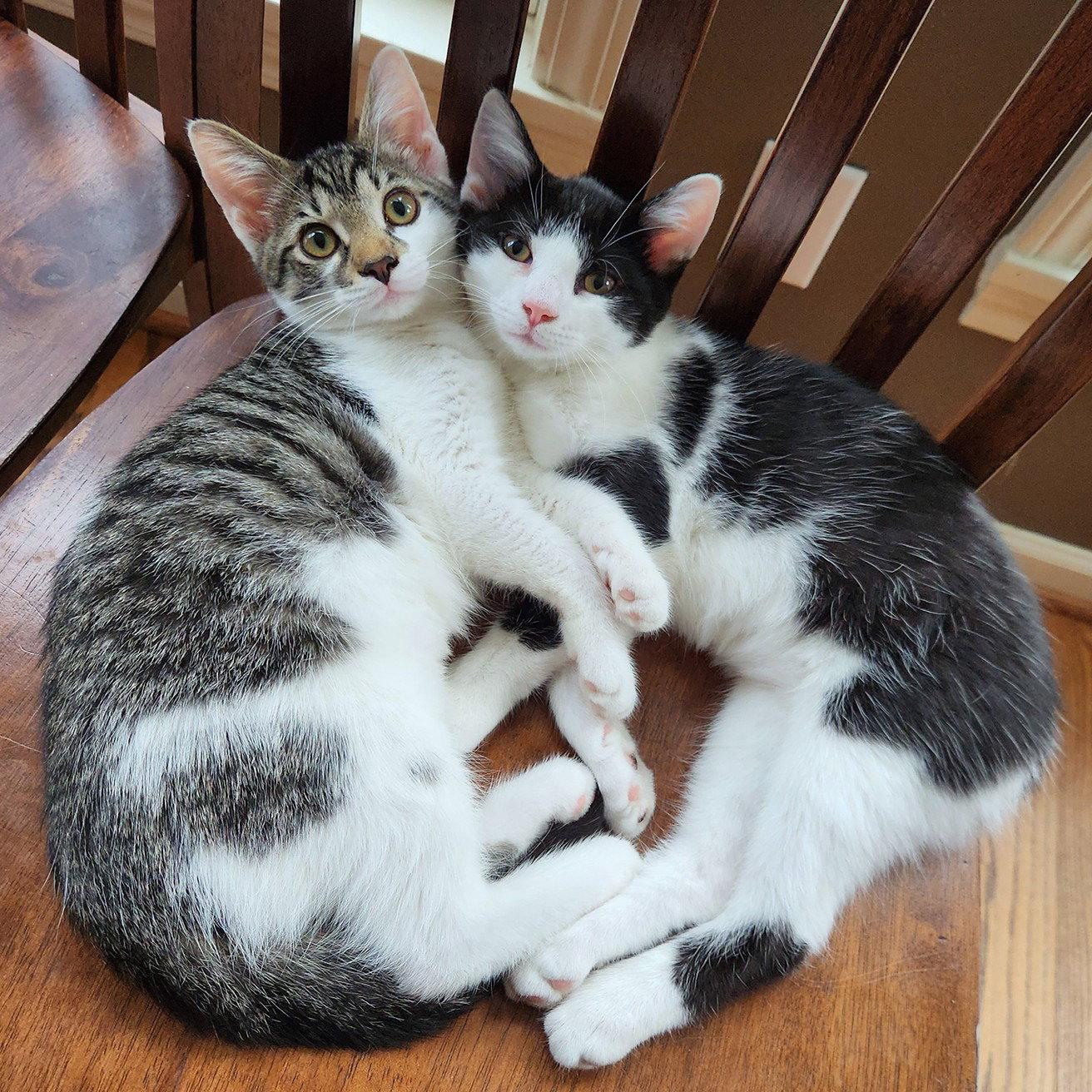 Enlarge Zinnia, a Adoptable Domestic Short Hair in Rochester, NY image 2/3
