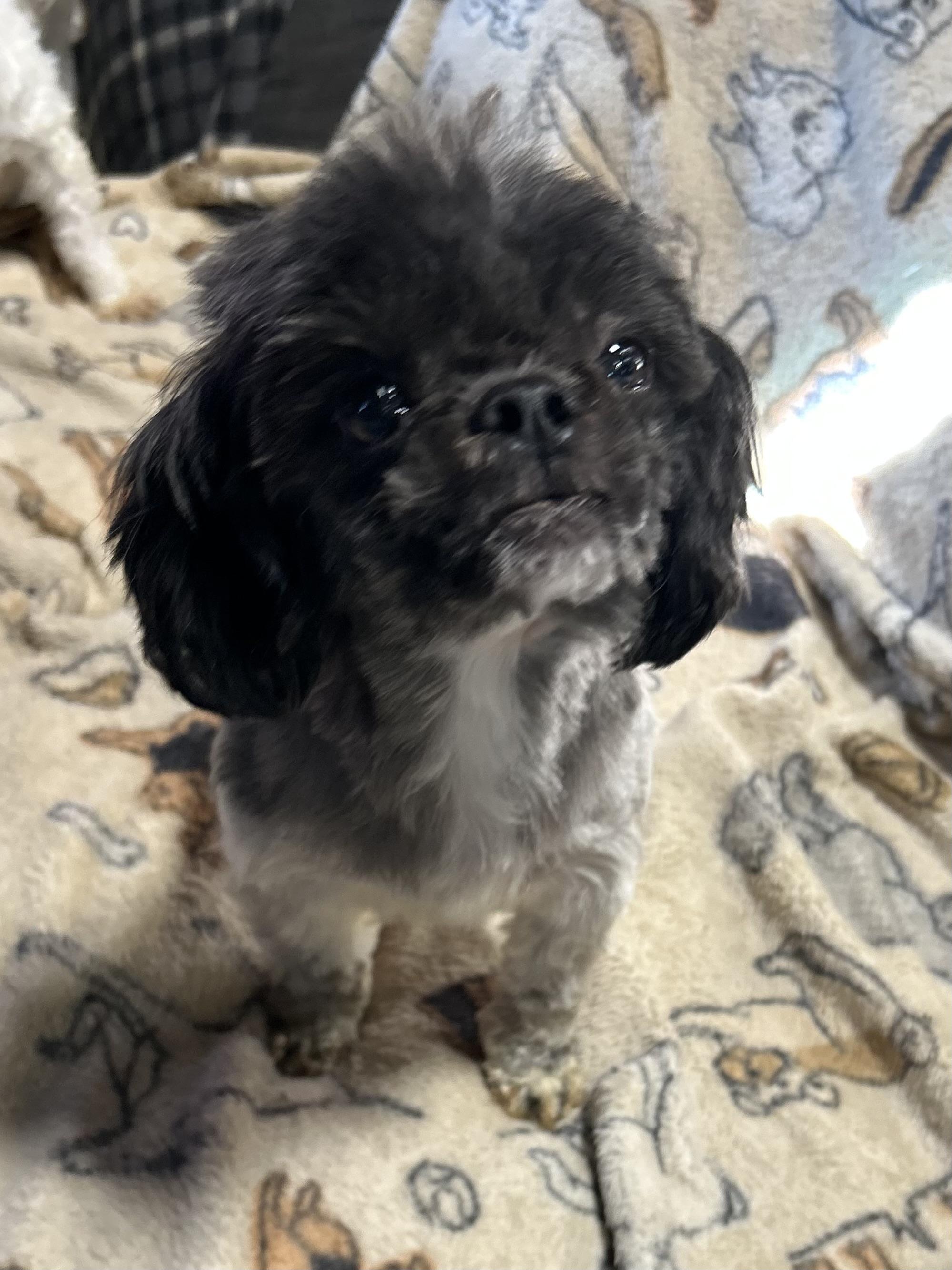 Sharlene 10.4 lbs, a Adoptable Shih Tzu in Antwerp, OH image 4/6