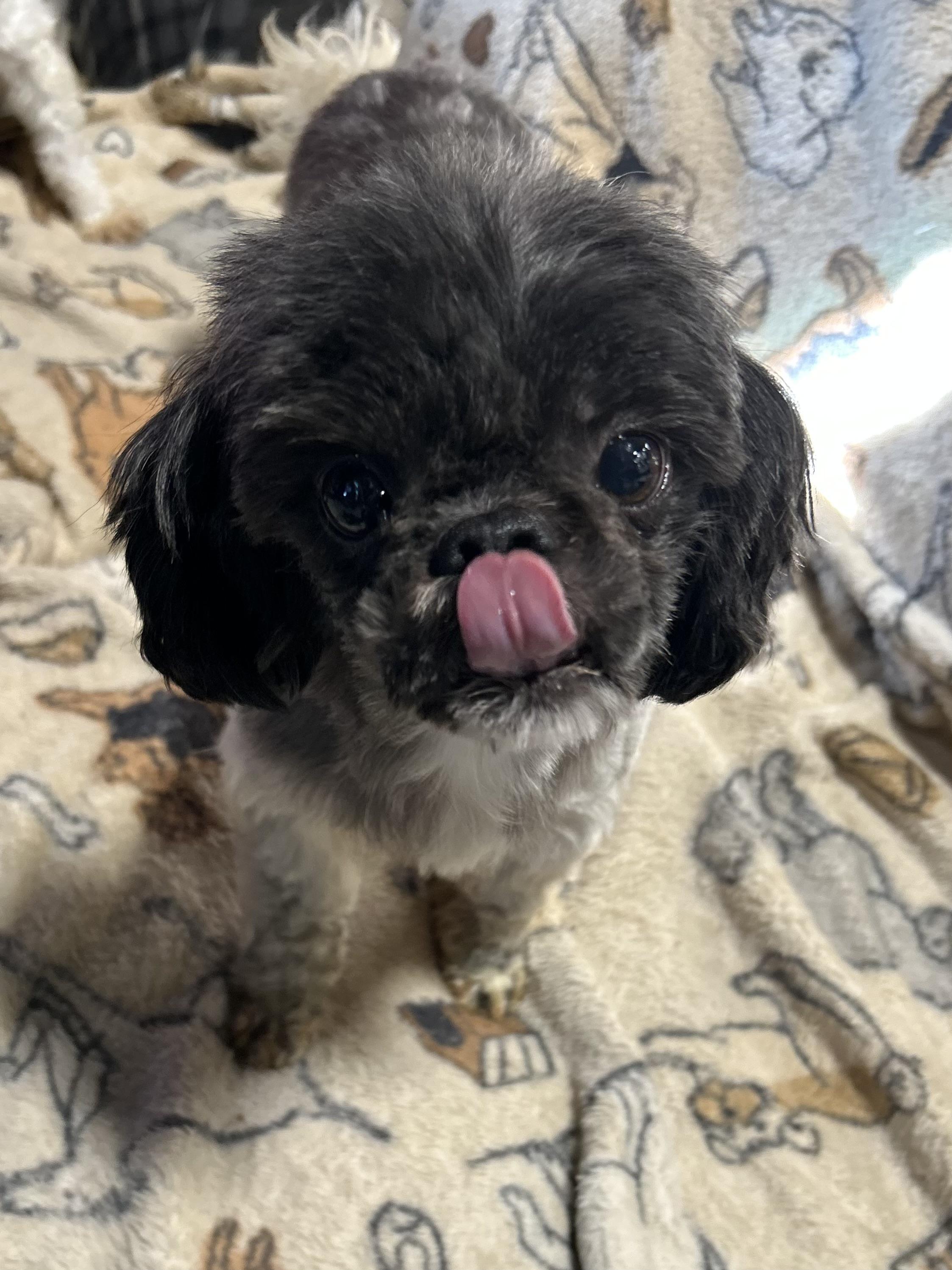 Sharlene 10.4 lbs, a Adoptable Shih Tzu in Antwerp, OH image 2/6