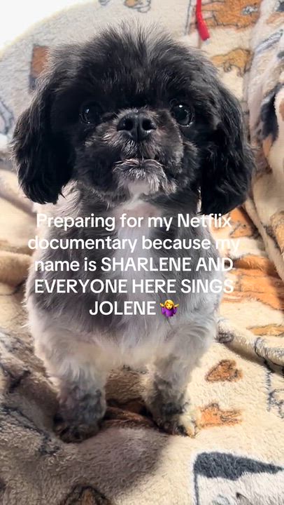 Enlarge Sharlene 10.4 lbs, a Adoptable Shih Tzu in Antwerp, OH video 5/6