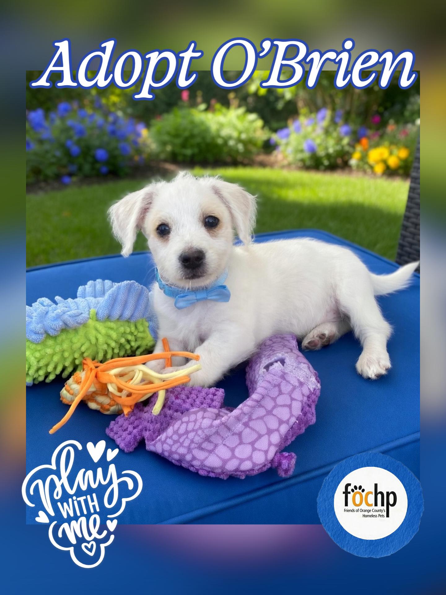 Enlarge O'Brien, a Adoptable mixed breed in Orange, CA image 1/3