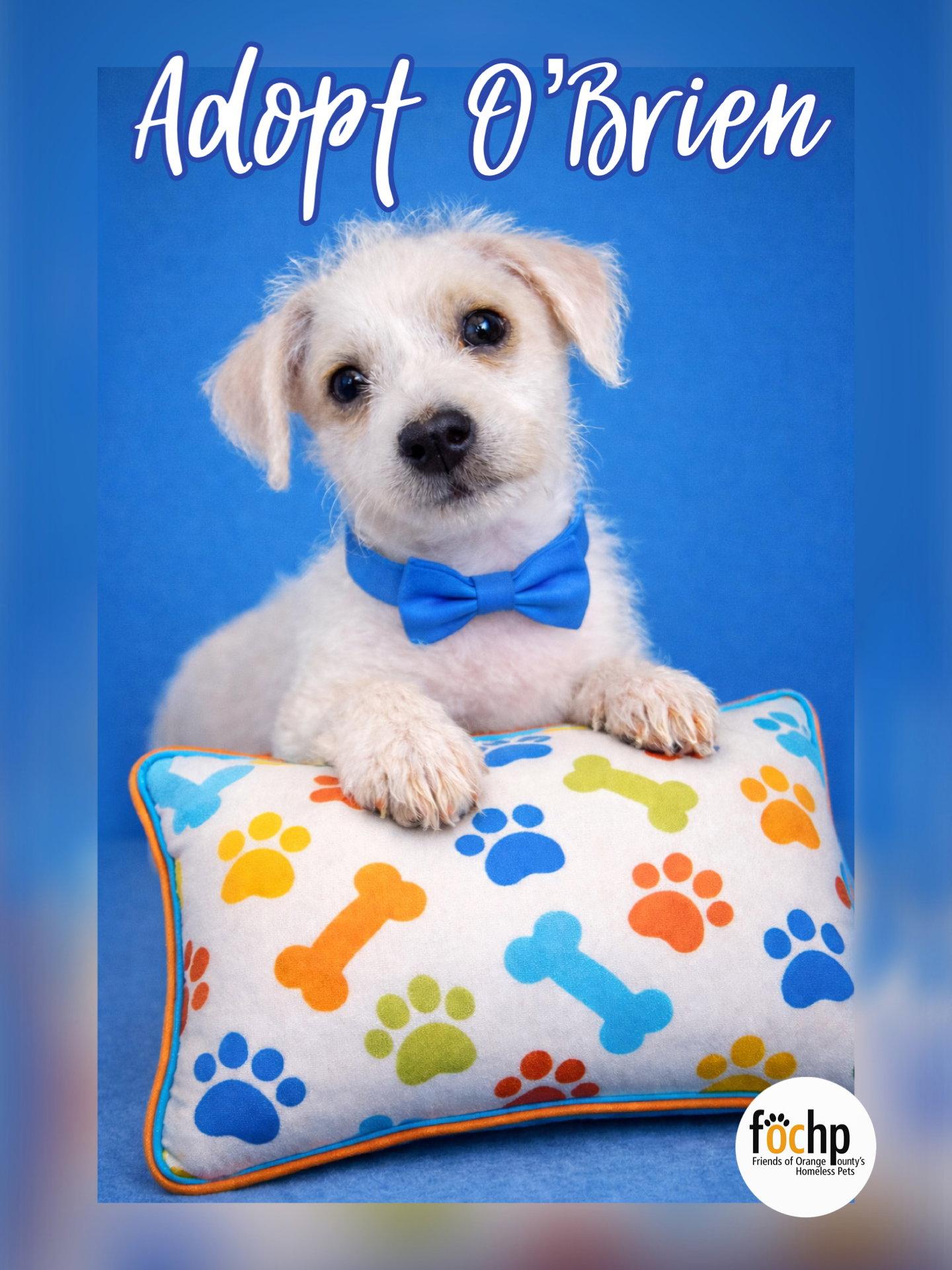 Enlarge O'Brien, a Adoptable mixed breed in Orange, CA image 2/3