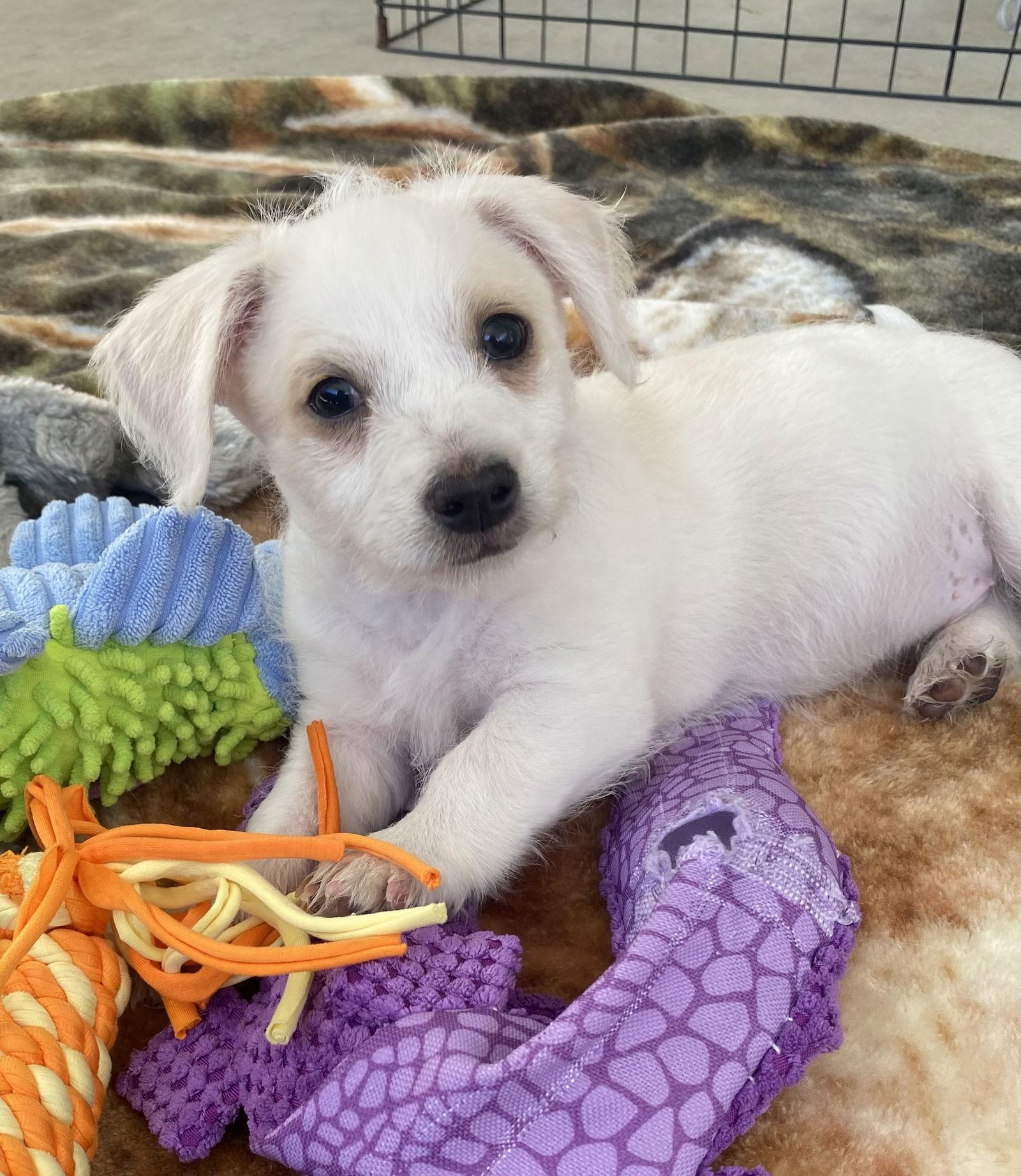 Enlarge O'Brien, a Adoptable mixed breed in Orange, CA image 3/3