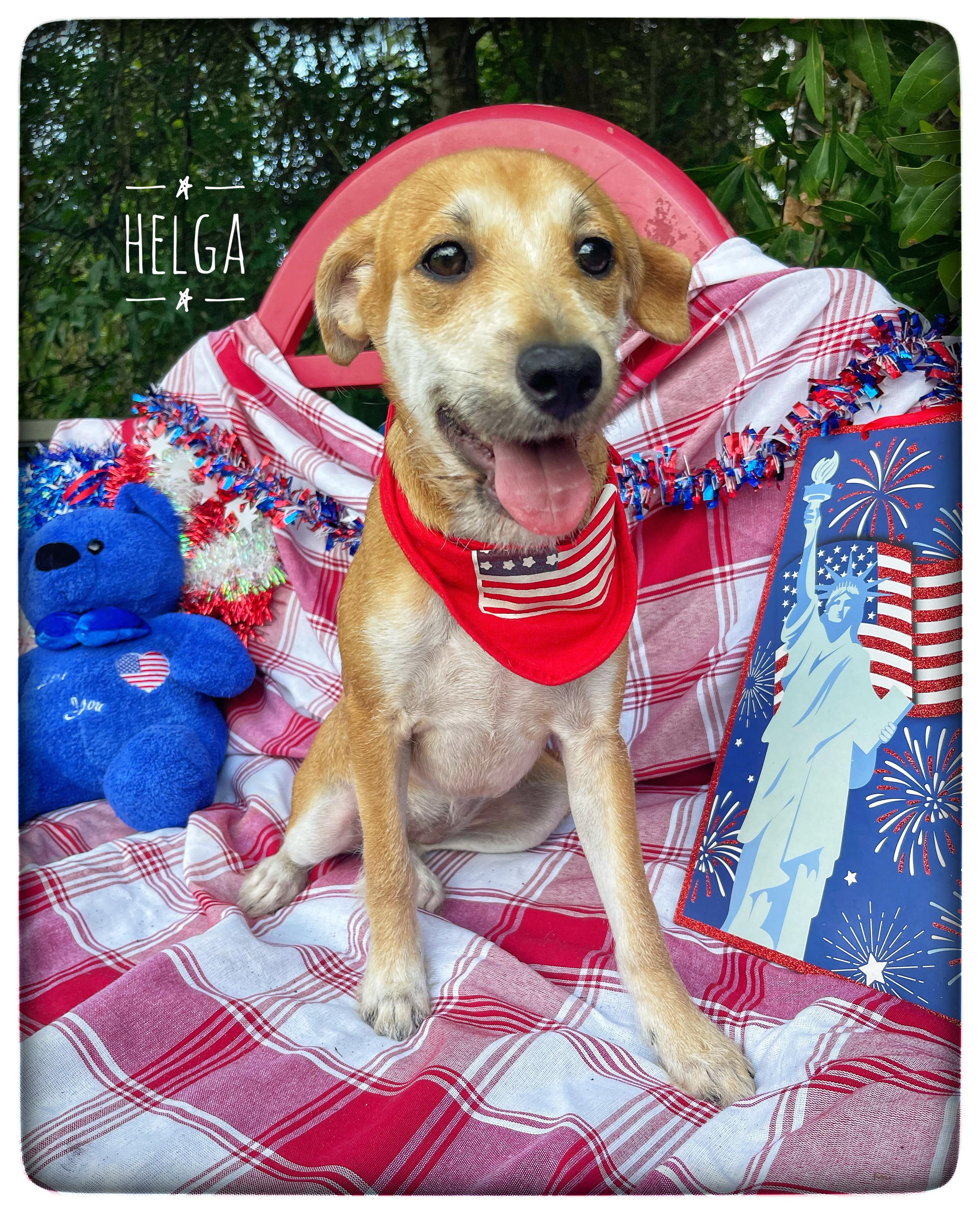 Helga, adopted, Puppy Female Labrador Retriever.