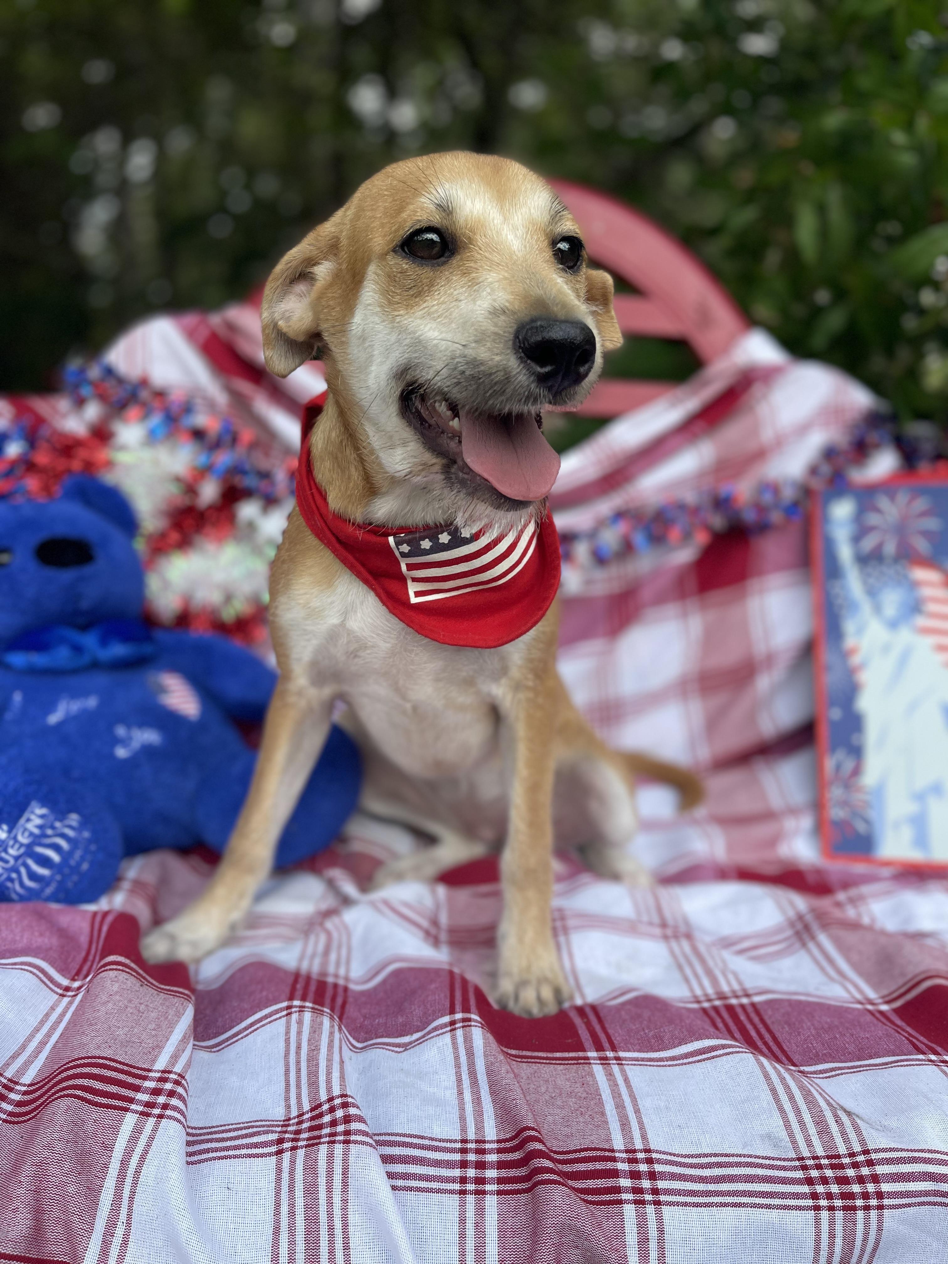Enlarge Helga, an adopted mixed breed in Sebring, FL image 2/4