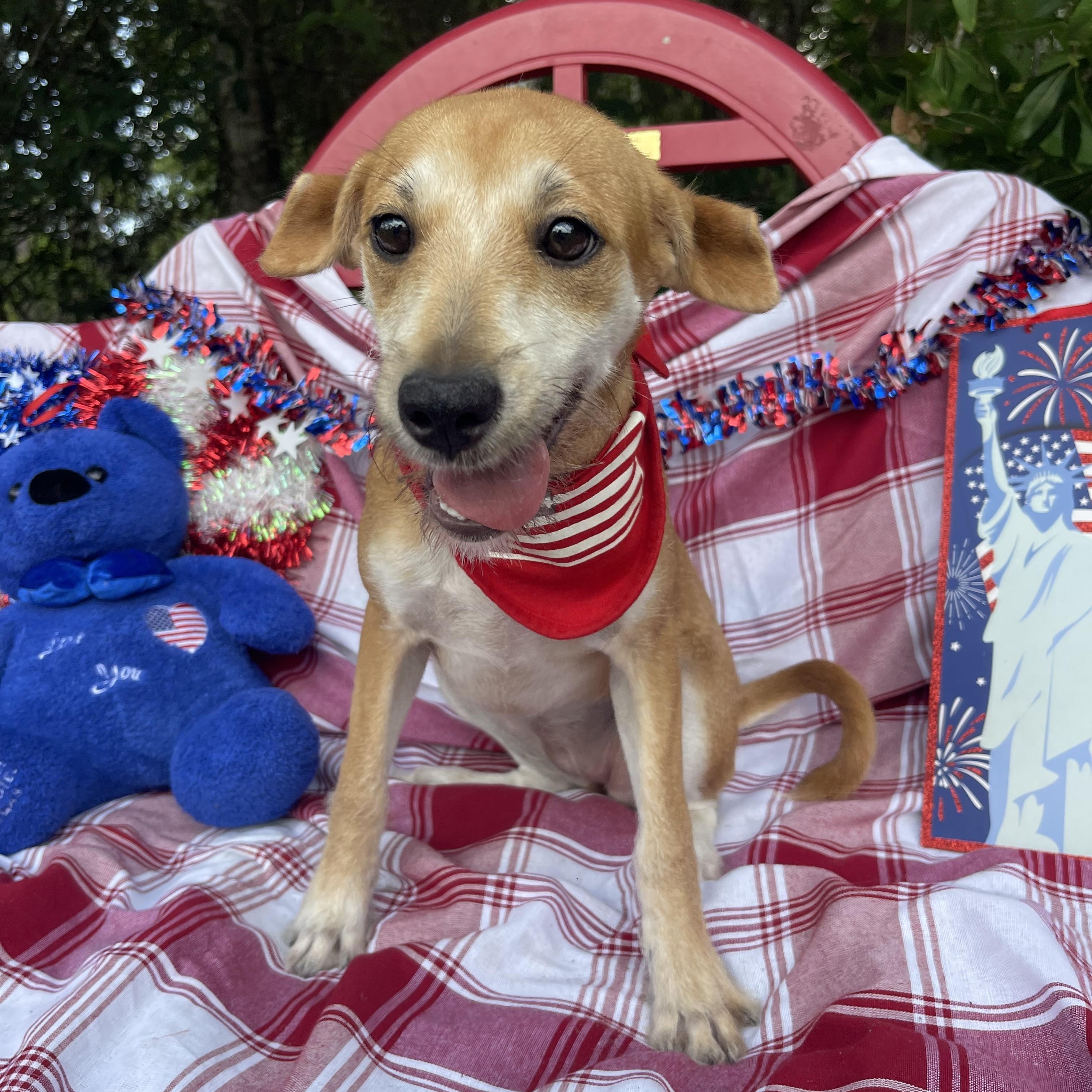 Enlarge Helga, an adopted mixed breed in Sebring, FL image 3/4
