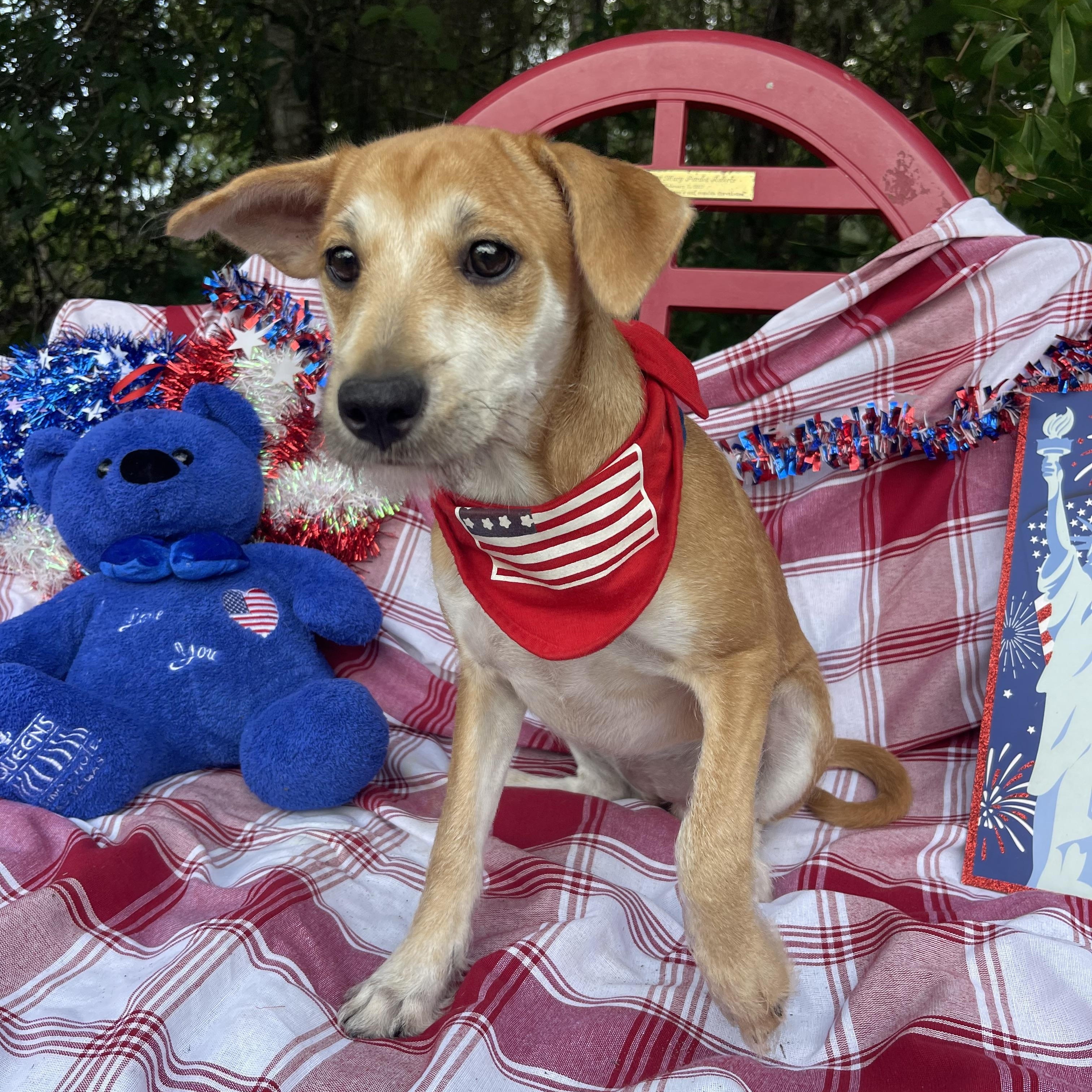 Enlarge Helga, an adopted mixed breed in Sebring, FL image 4/4