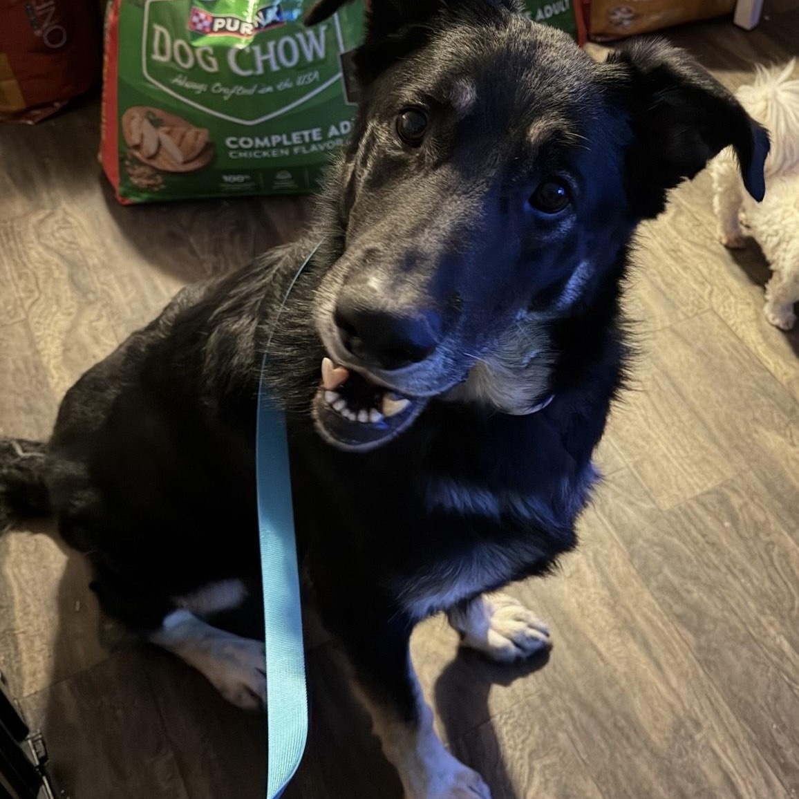 Potato , adopted, Adult Male German Shepherd Dog.