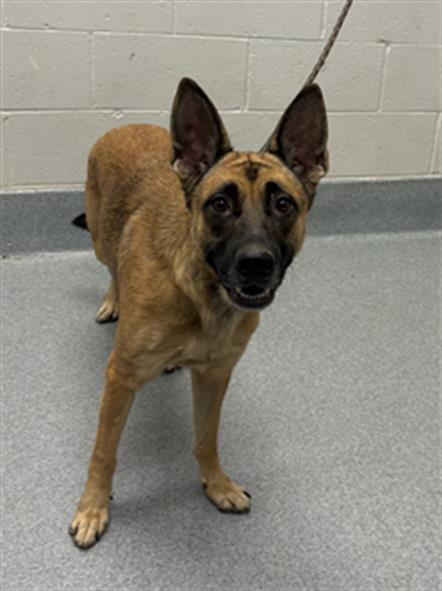 POOH BEAR, Adoptable, Adult Female Belgian Shepherd / Malinois.