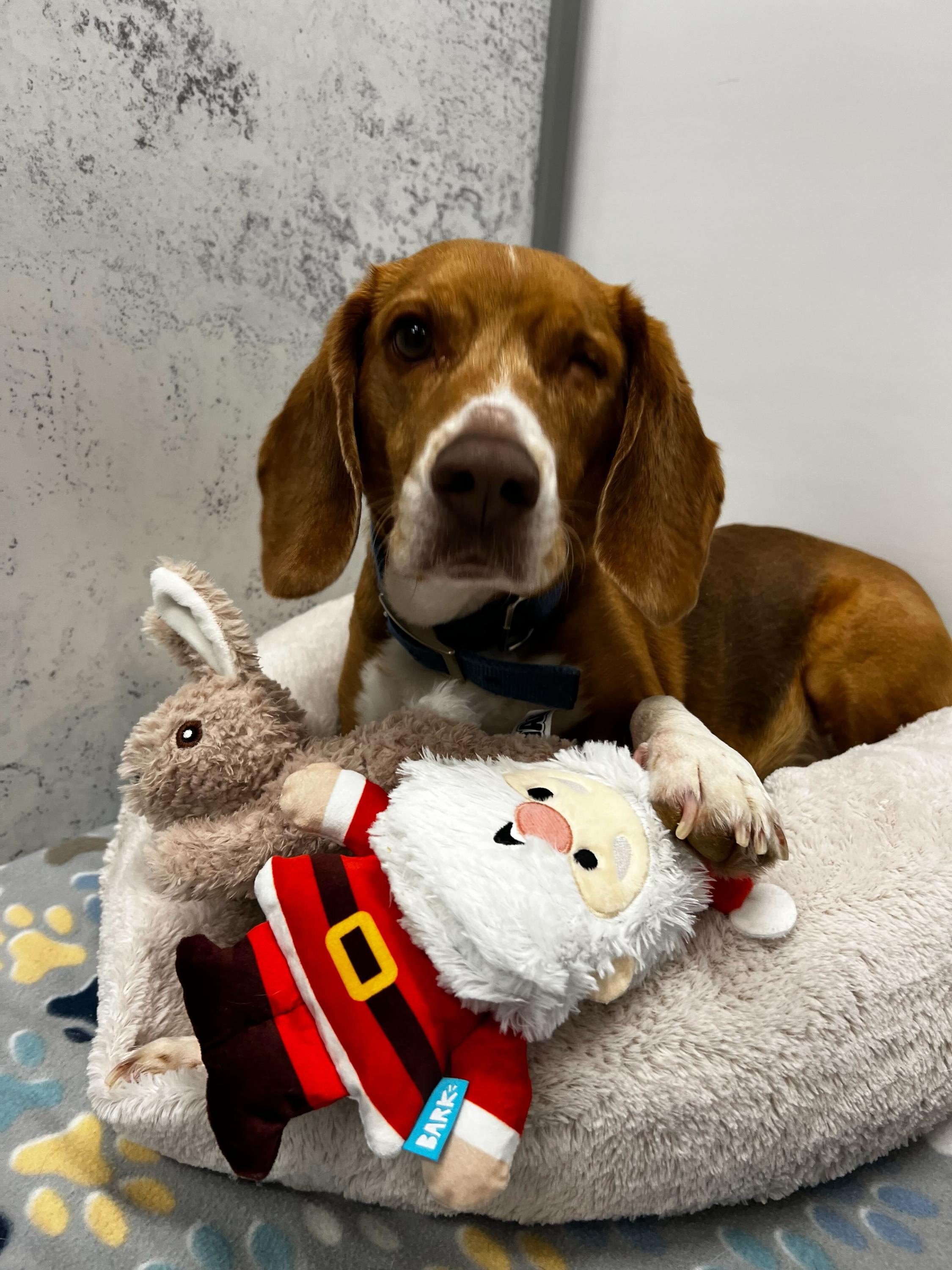 Enlarge Joe , a ADOPTABLE Beagle in O'Fallon, MO image 1/1