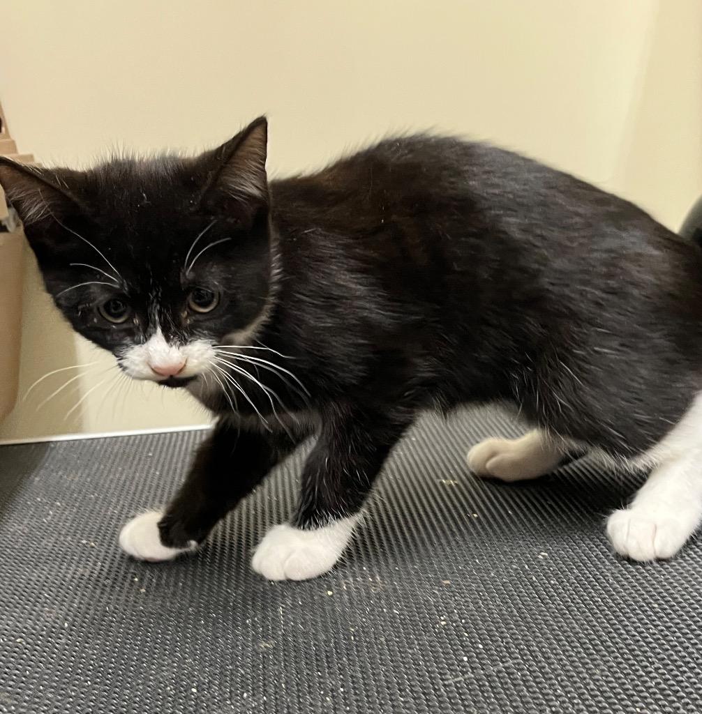 Enlarge Belly, a Adoptable mixed breed in Mount Gilead, NC image 1/1
