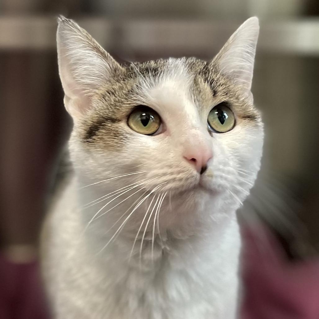 Marsha, Adoptable, Adult Female Domestic Short Hair.