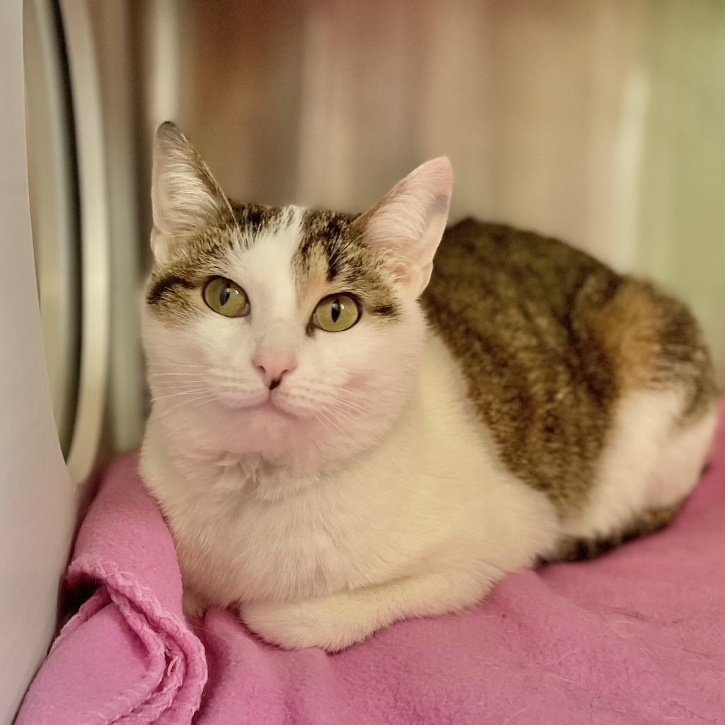 Marsha, a Adoptable Domestic Short Hair in Nashville, IN image 2/6