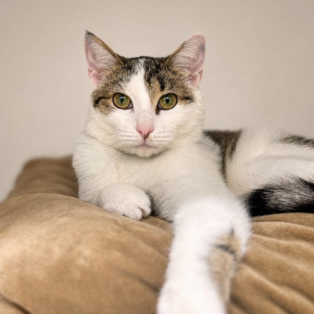 Marsha, a Adoptable Domestic Short Hair in Nashville, IN image 3/6