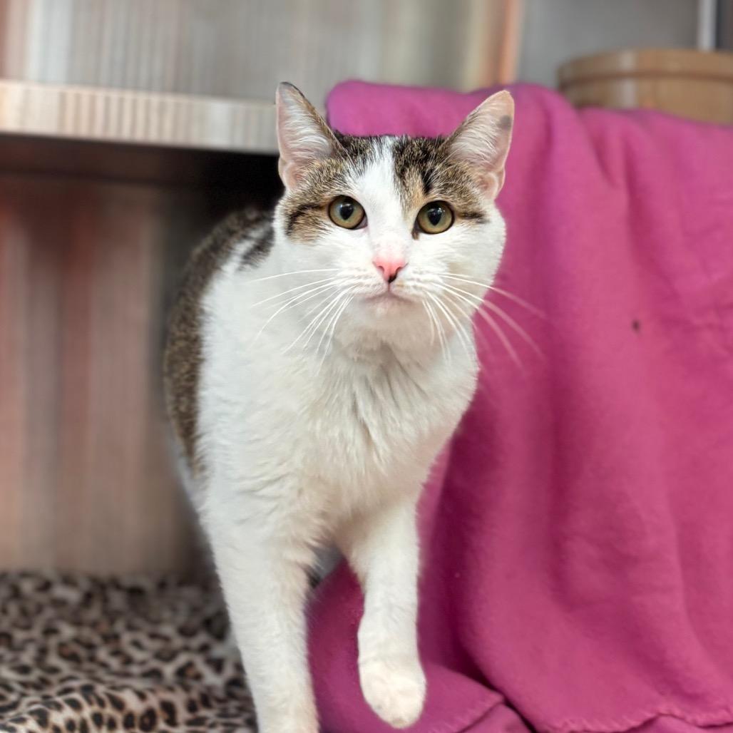 Marsha, a Adoptable Domestic Short Hair in Nashville, IN image 4/6