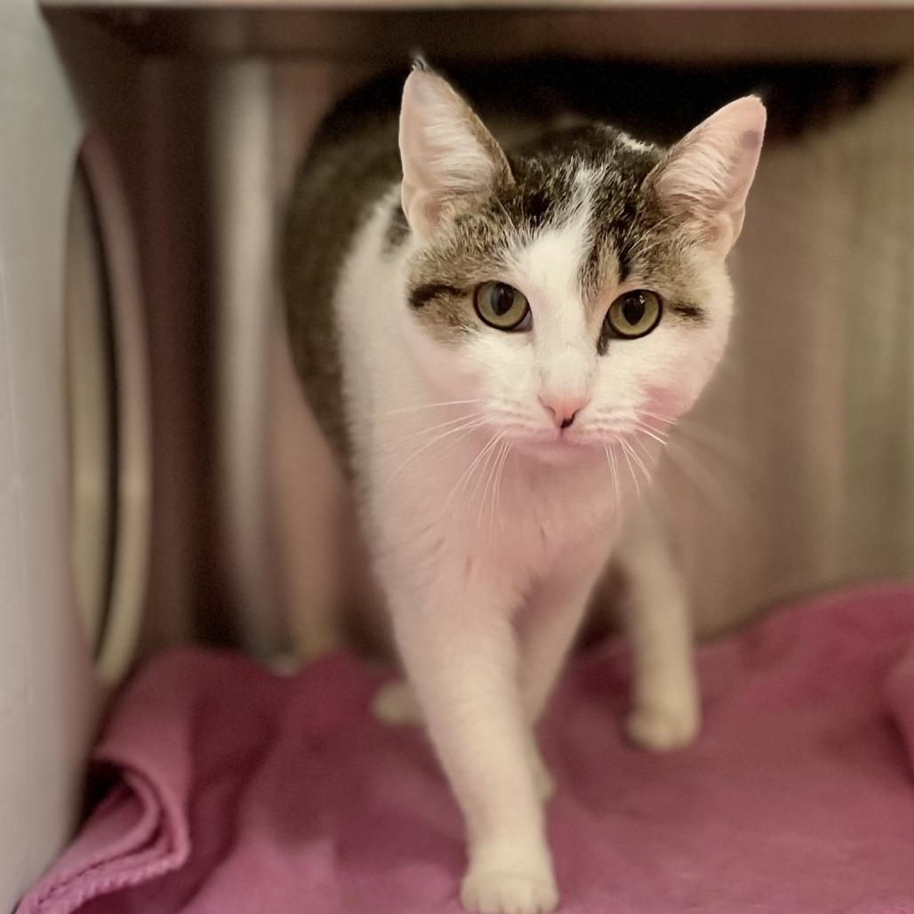 Marsha, a Adoptable Domestic Short Hair in Nashville, IN image 5/6
