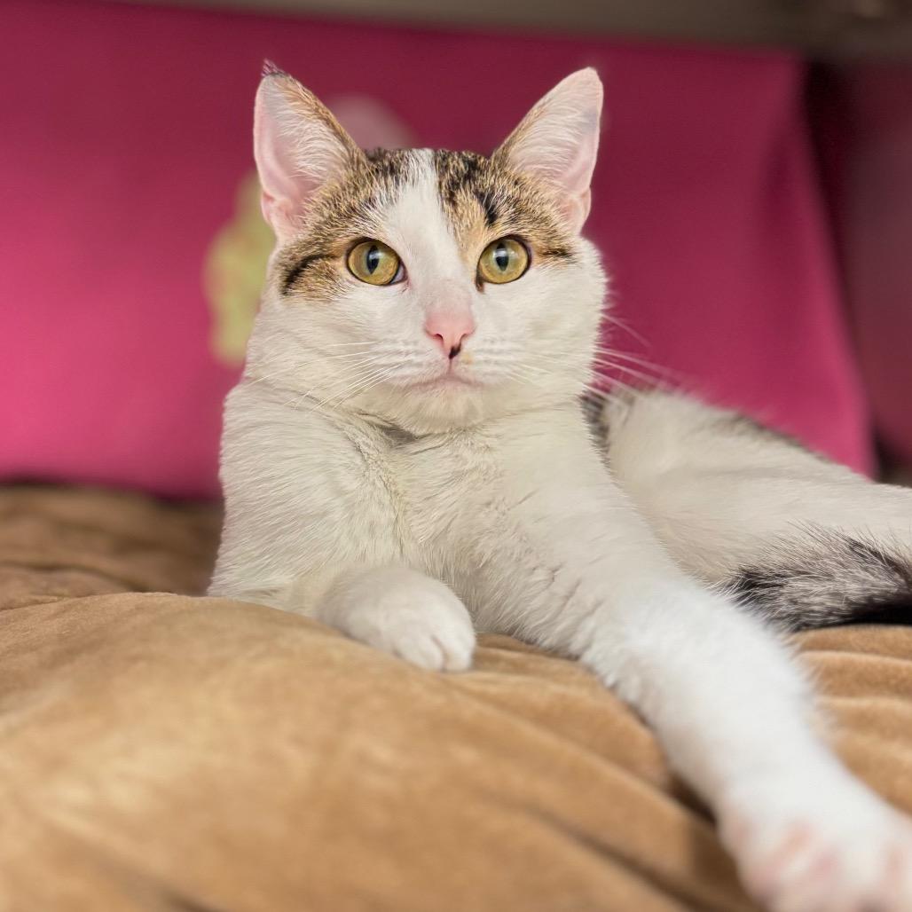 Marsha, a Adoptable Domestic Short Hair in Nashville, IN image 6/6
