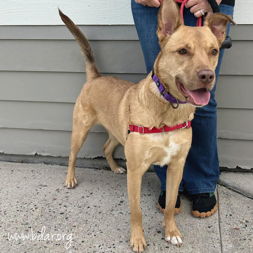 Ann, a Adoptable mixed breed in Cheyenne, WY image 1/4