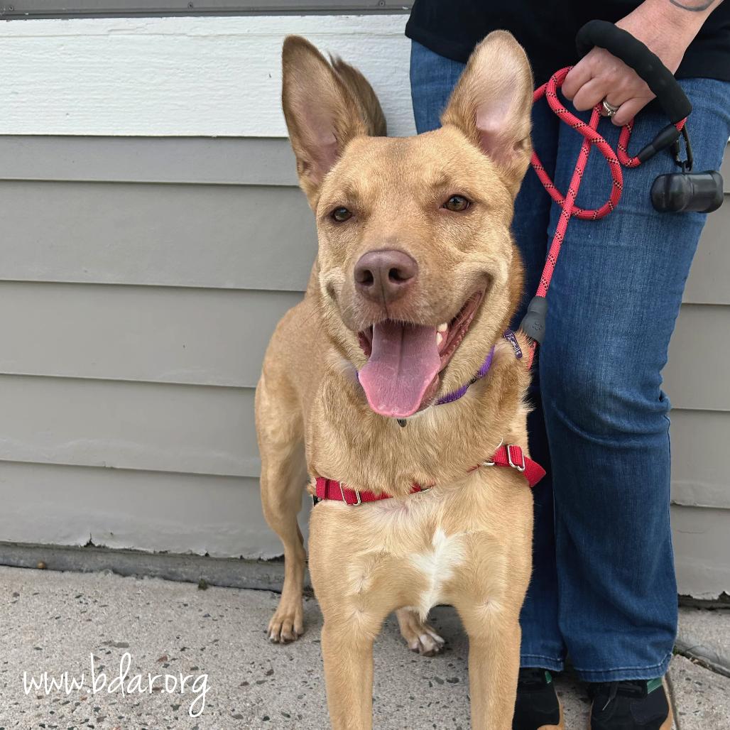 Ann, a Adoptable mixed breed in Cheyenne, WY image 2/4