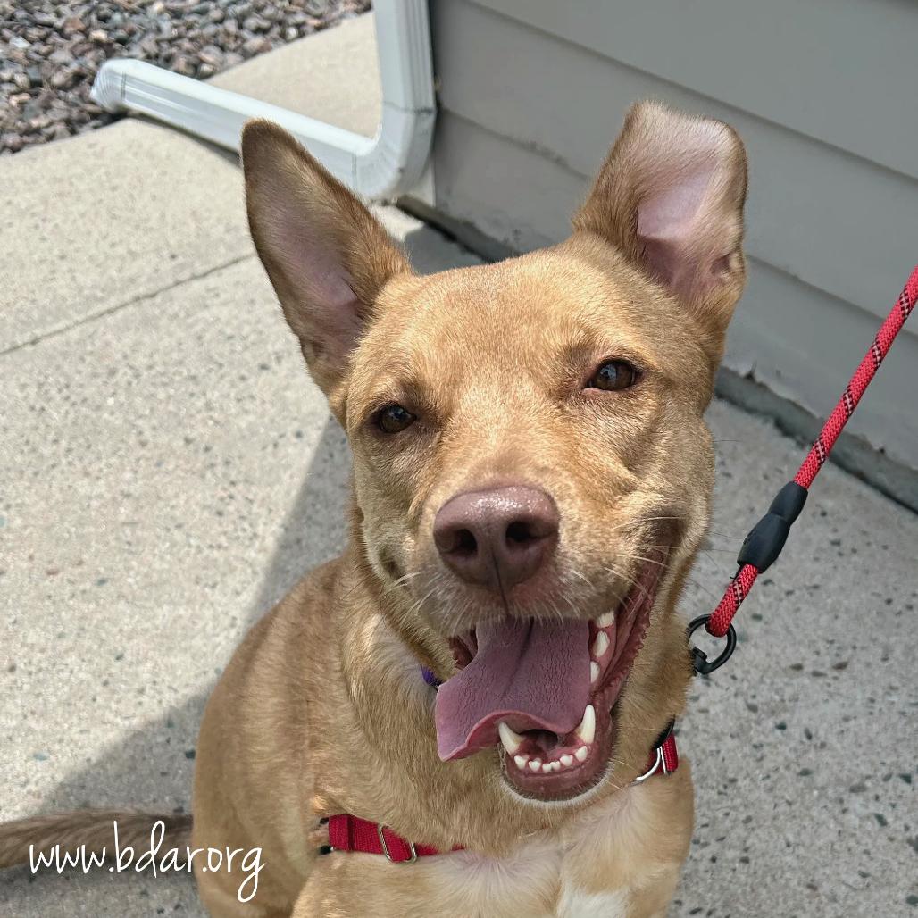 Ann, a Adoptable mixed breed in Cheyenne, WY image 3/4