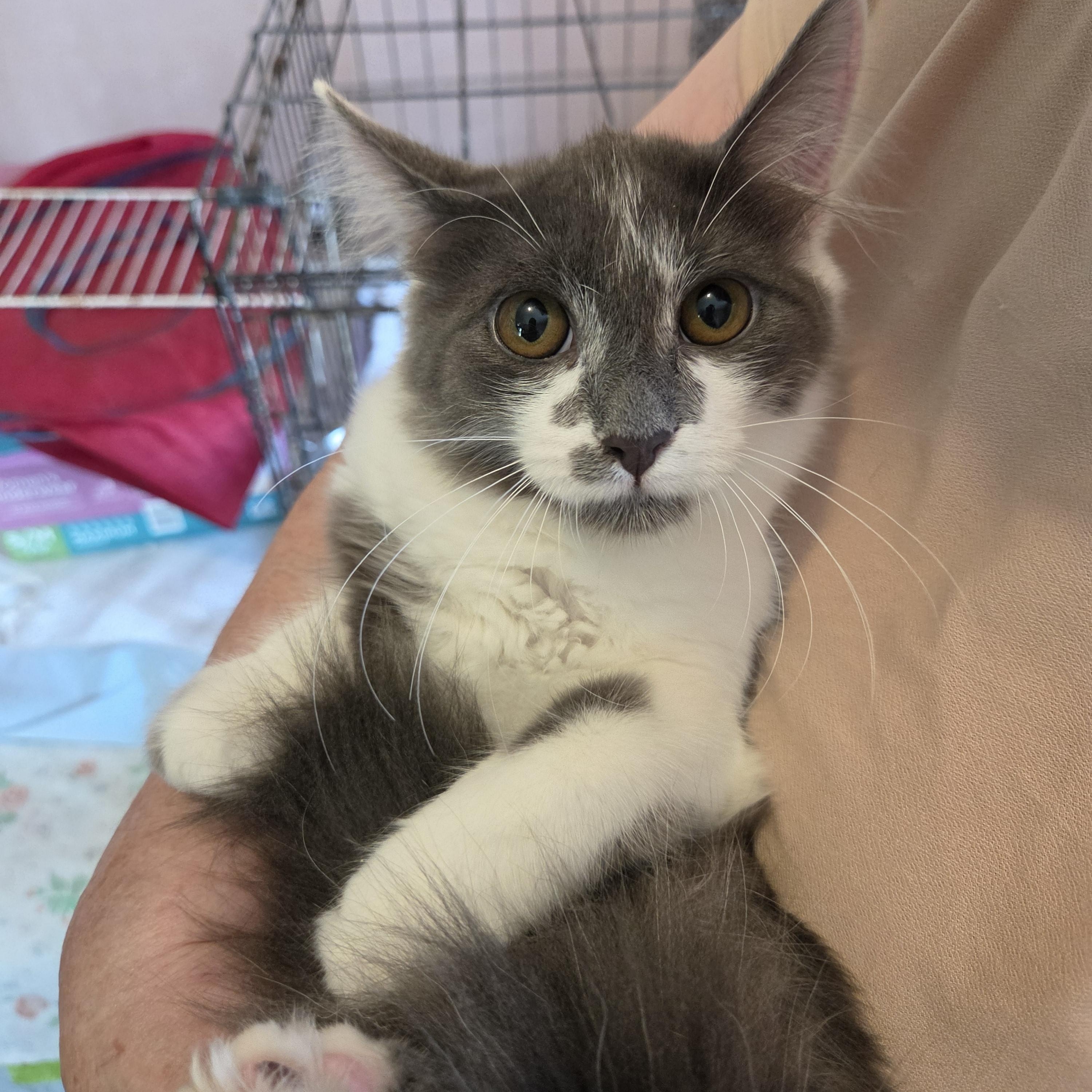 Dusk, Adoptable, Kitten Male Domestic Long Hair.