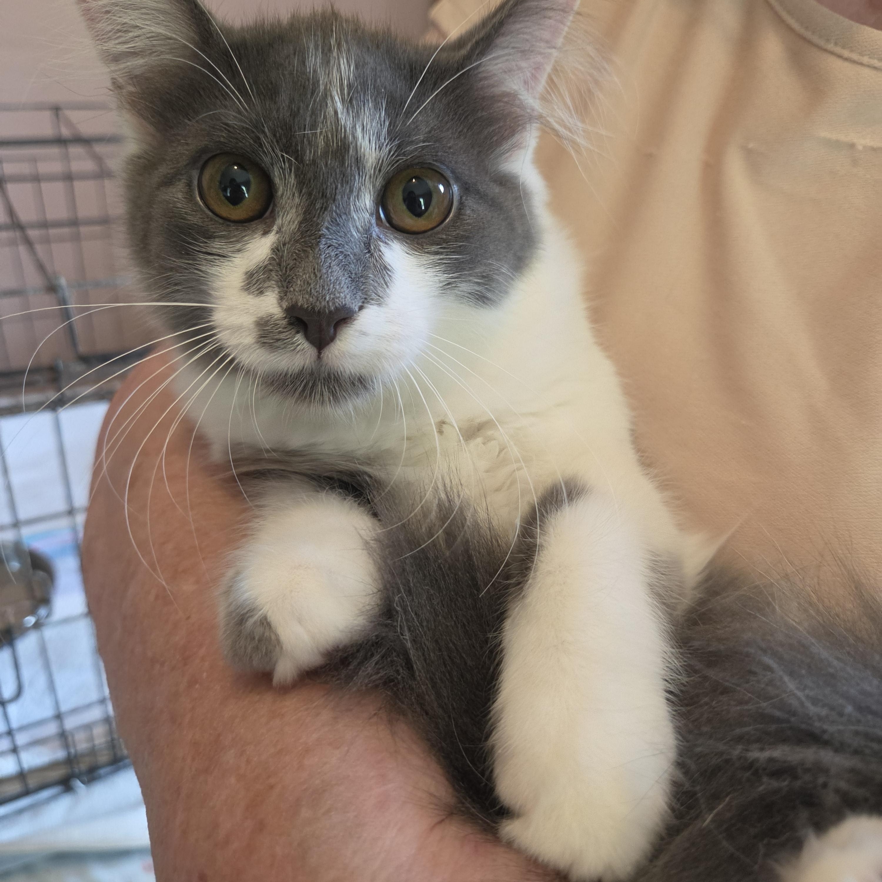 Enlarge Dusk, a Adoptable Domestic Long Hair in Fort Oglethorpe, GA image 4/4