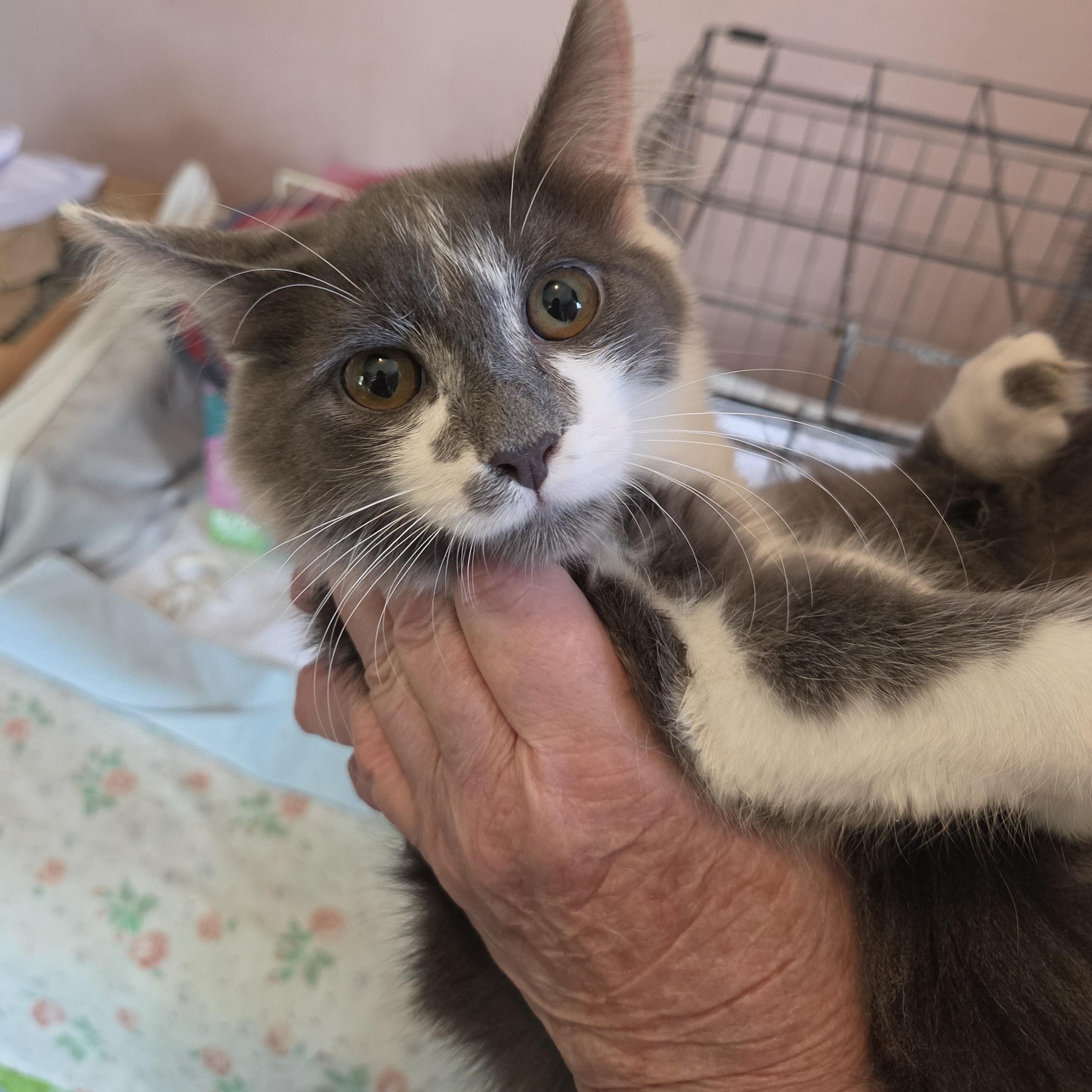 Enlarge Dusk, a Adoptable Domestic Long Hair in Fort Oglethorpe, GA image 3/4