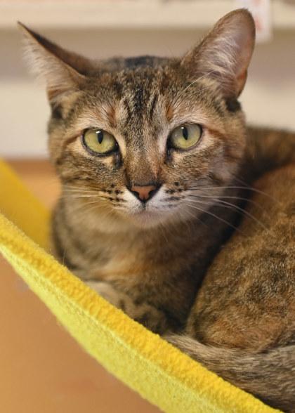 Diva, Adoptable, Adult Female Domestic Short Hair & Domestic Short Hair.