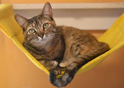 Enlarge Diva, a Adoptable mixed breed in Baton Rouge, LA image 2/2