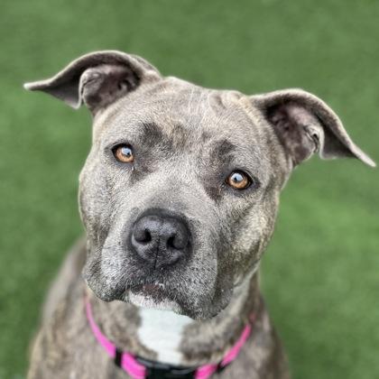 Enlarge Malikah, an adopted mixed breed in Sacramento, CA image 2/5