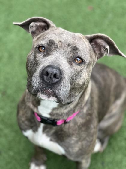 Enlarge Malikah, an adopted mixed breed in Sacramento, CA image 3/5