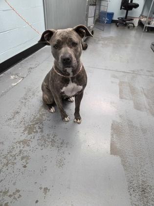 Enlarge Malikah, an adopted mixed breed in Sacramento, CA image 5/5