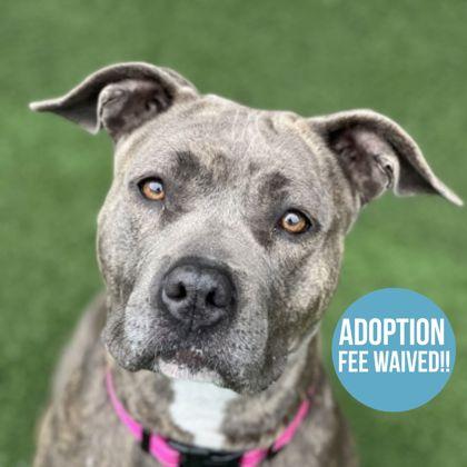 Enlarge Malikah, an adopted mixed breed in Sacramento, CA image 1/5