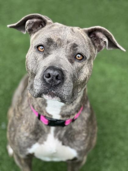 Enlarge Malikah, an adopted mixed breed in Sacramento, CA image 4/5