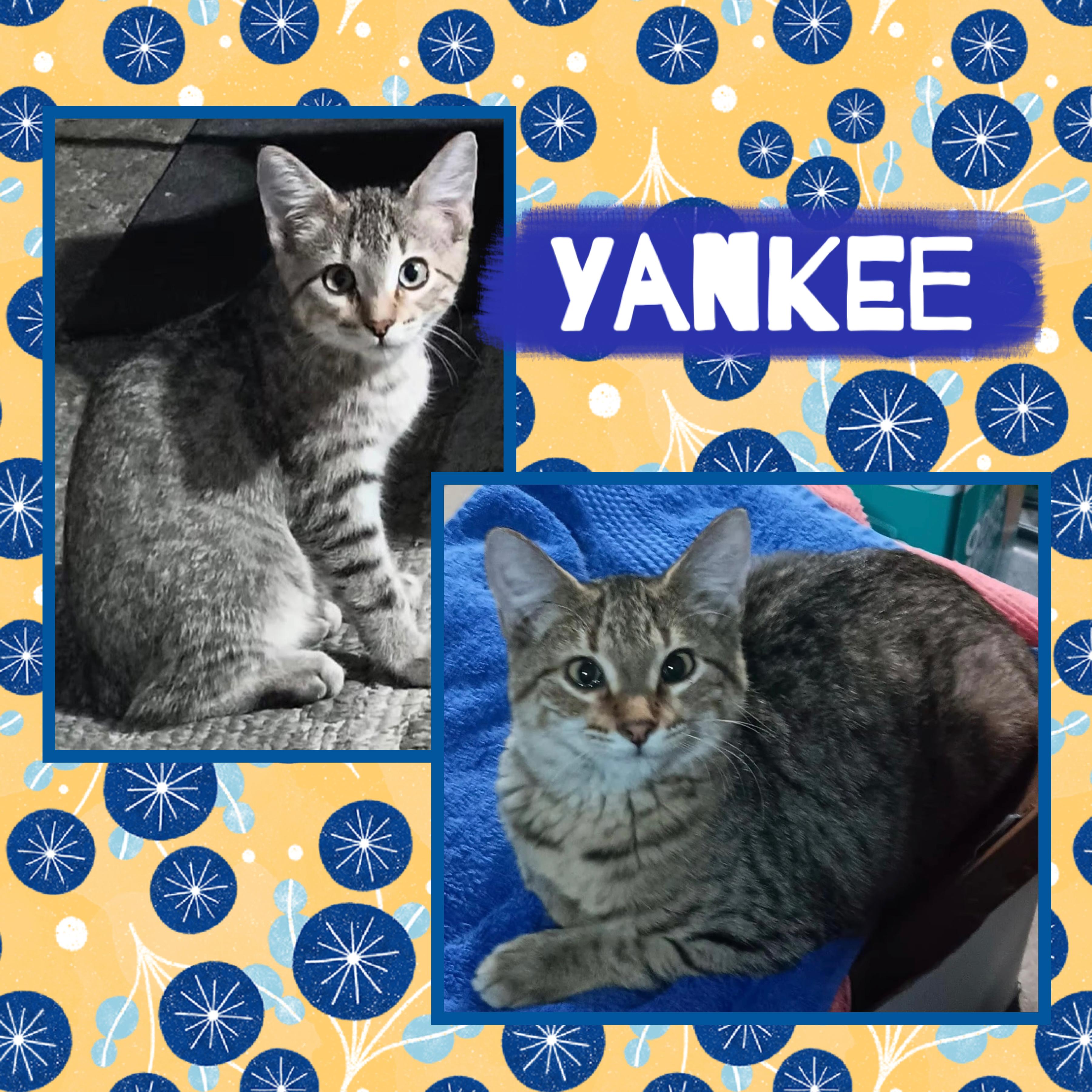 Yankee, an adoptable Domestic Short Hair in Kearney, NE, 68845 | Photo Image 1