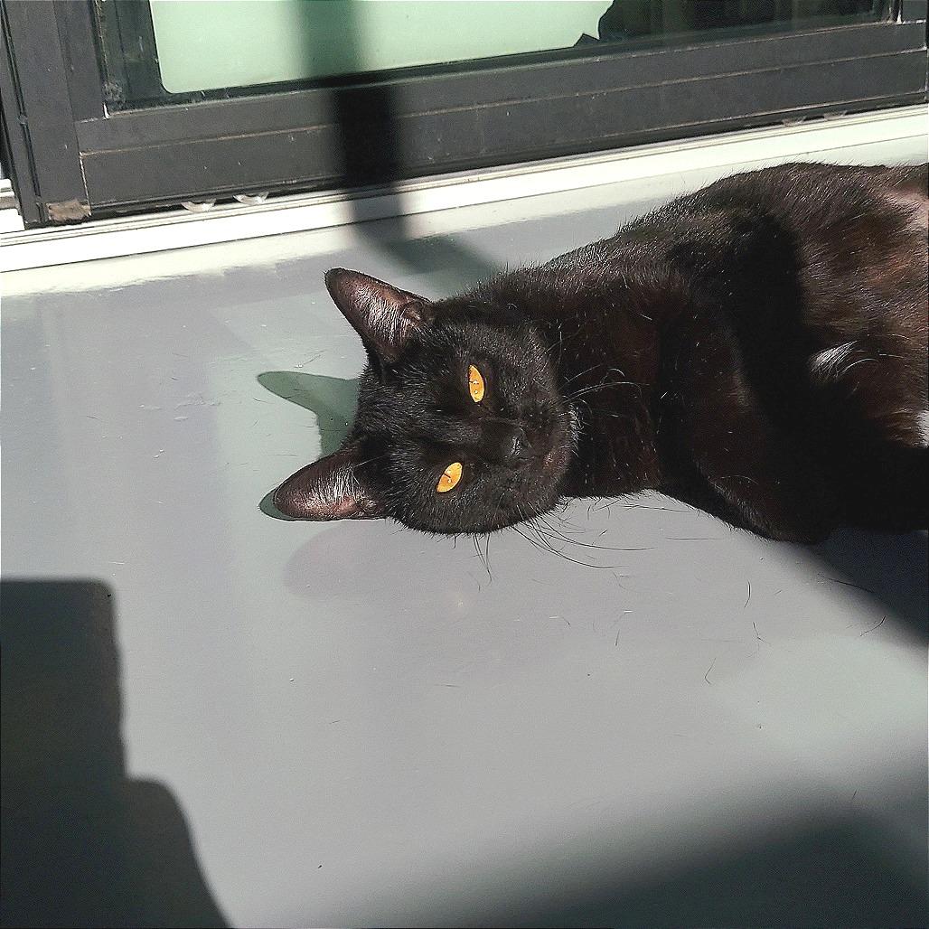 Sweetheart, Adoptable, Adult Female American Shorthair.