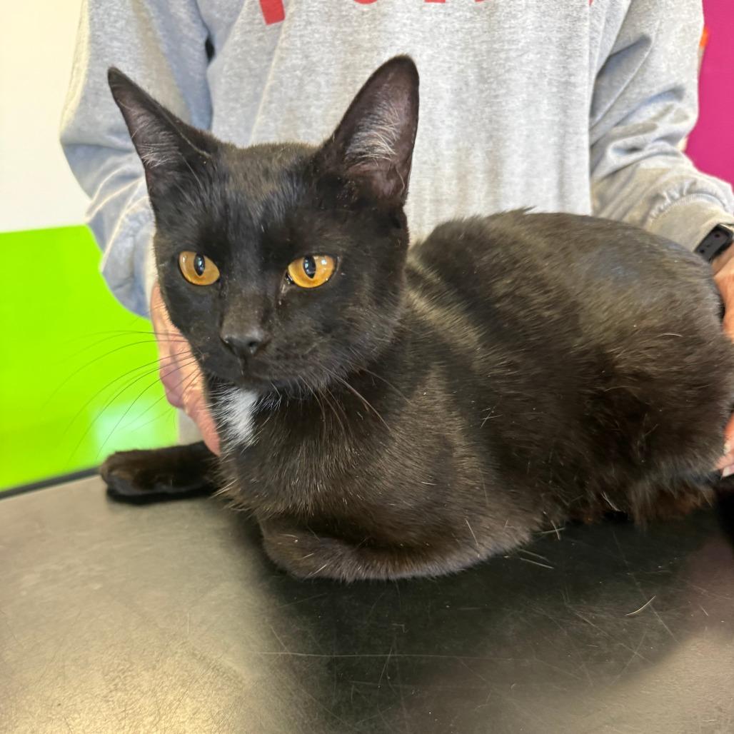 Sweetheart, Adoptable, Adult Female American Shorthair.