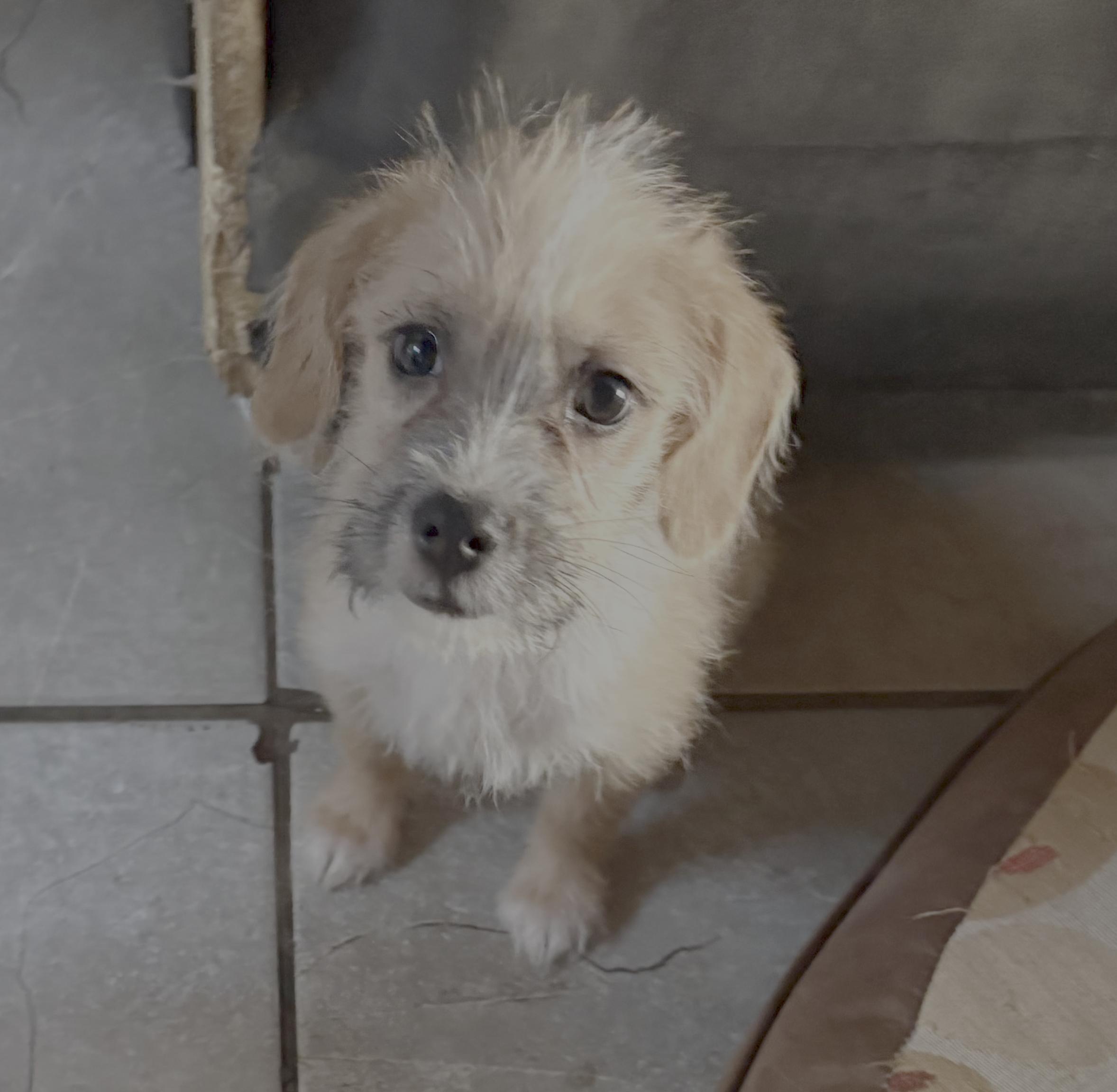 Amico, Adoptable, Young Female Chihuahua & Cairn Terrier.