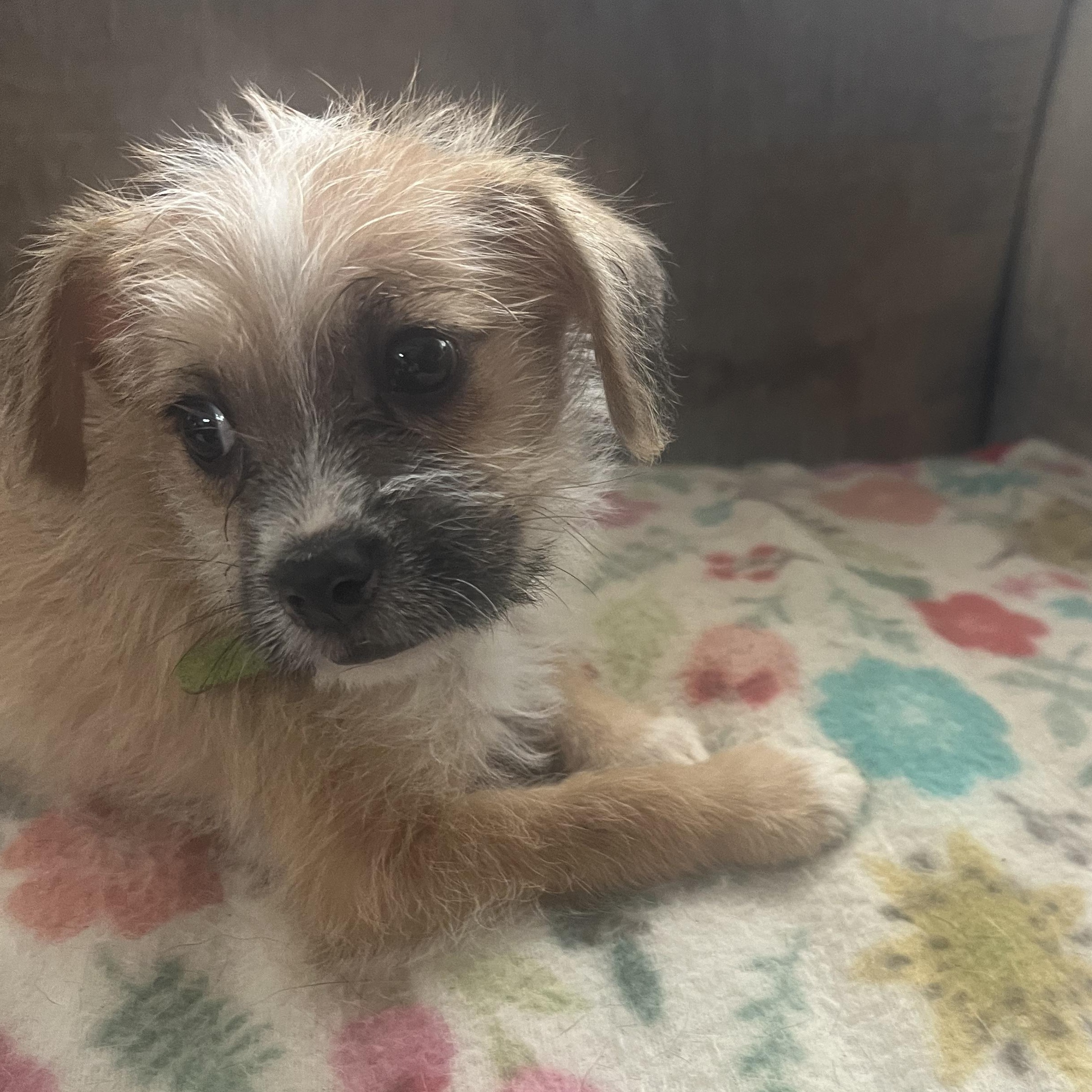 Enlarge Amico, a Adoptable mixed breed in Carlsbad, CA image 3/4