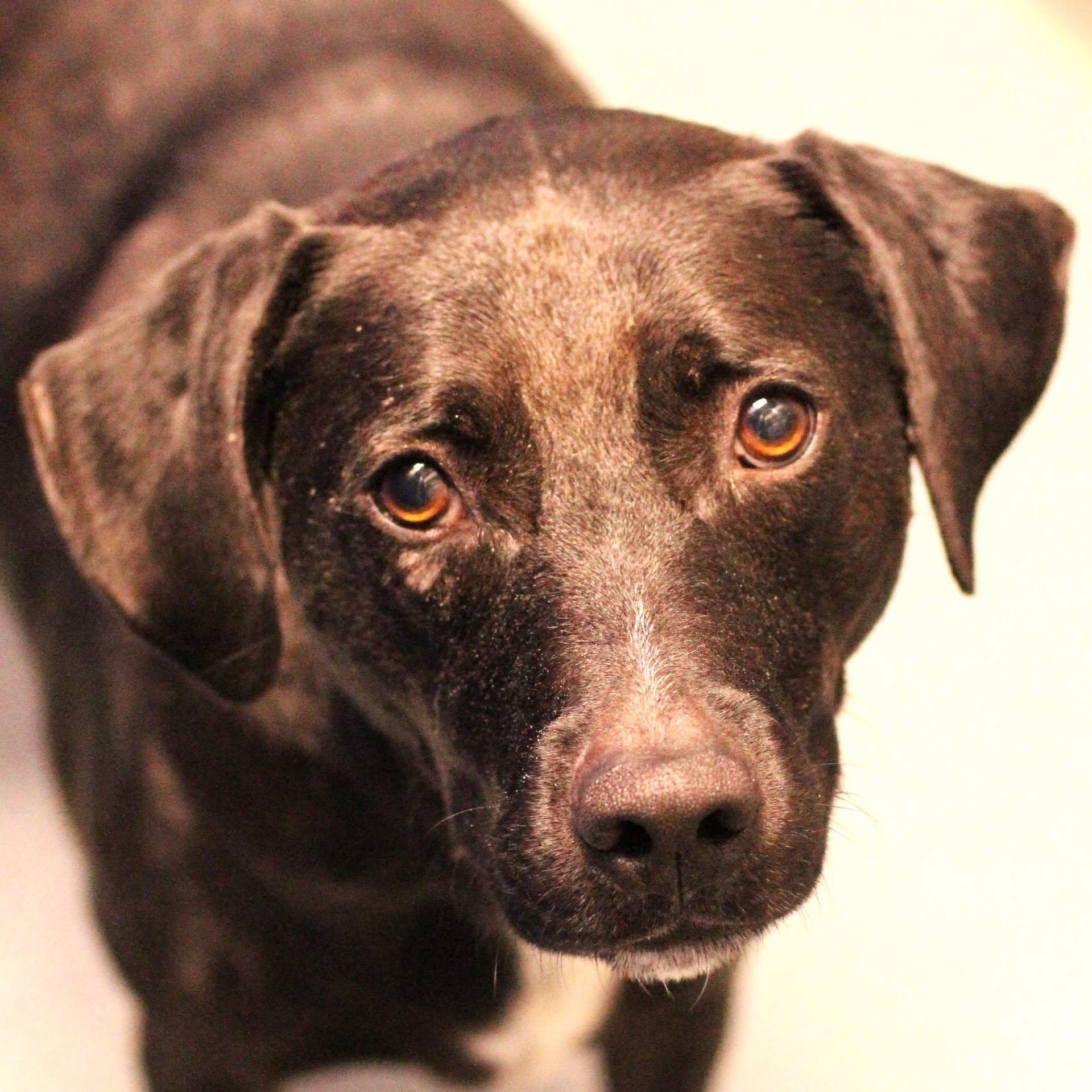 Enlarge 26-01091 AURORA, a ADOPTABLE mixed breed in Fredericksburg, VA image 1/1