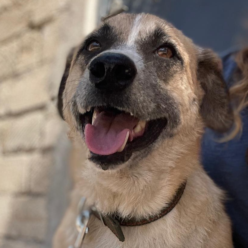 Wolt, a Adoptable mixed breed in Hackettstown, NJ image 2/6